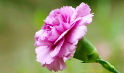 母親節(jié)禮物——鮮花